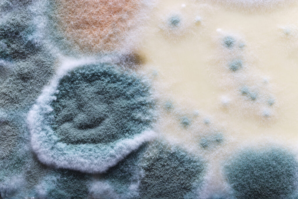 How Long Does it Take for Mold to Form