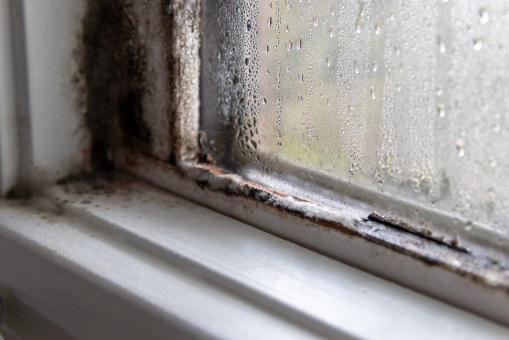 New home mold inspection: black mold and condensation on a window frame and sill